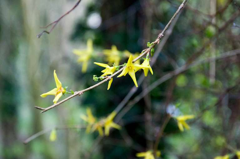Forsythia