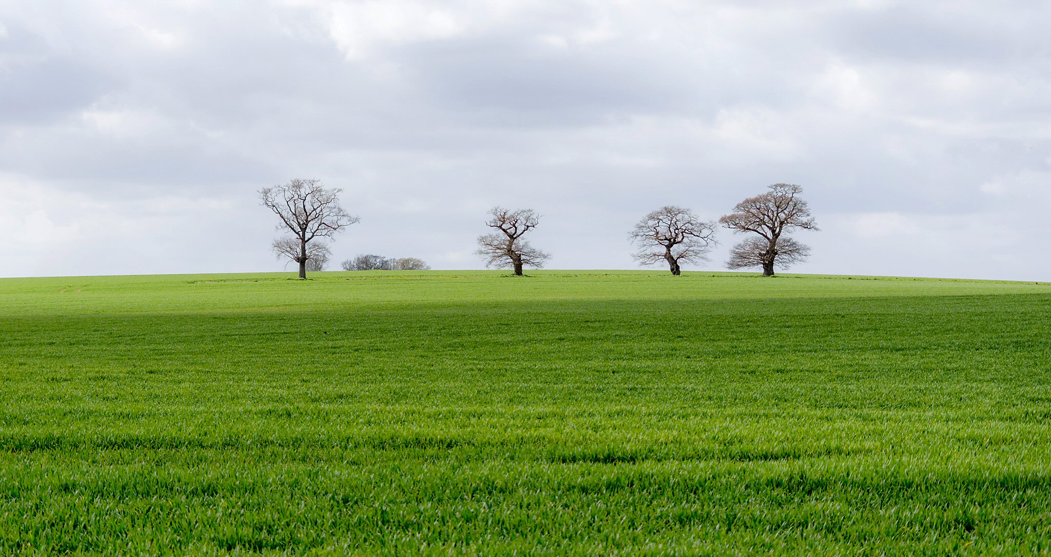 field and trees