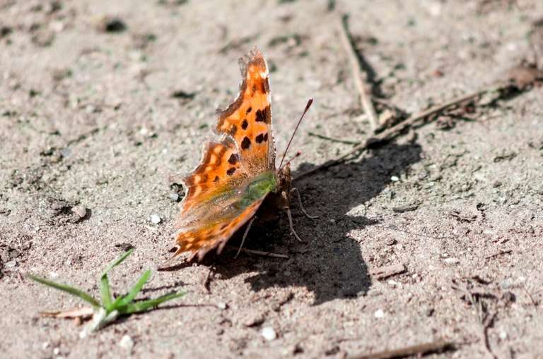 comma buttefly