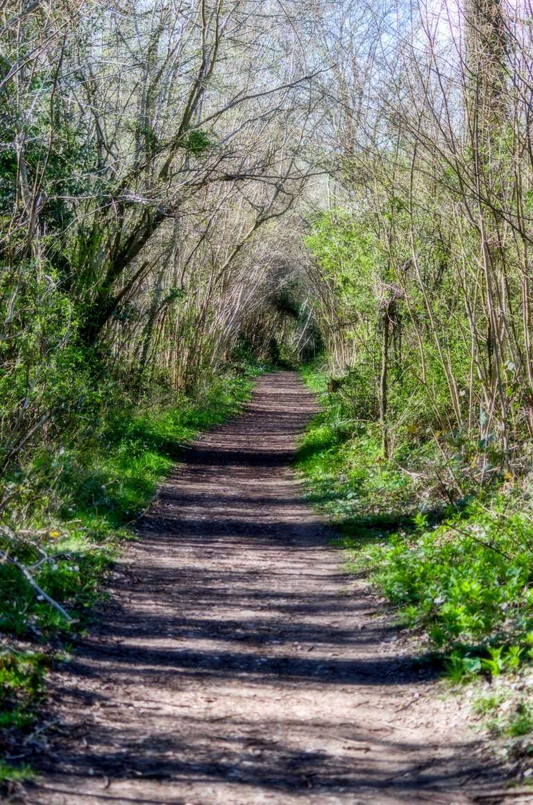 woodland path