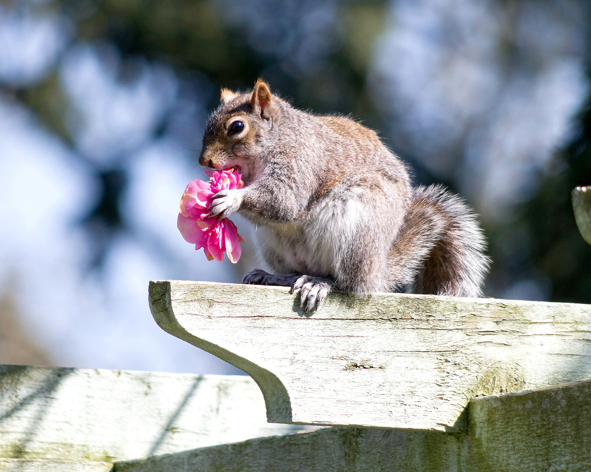 squirrel with flower