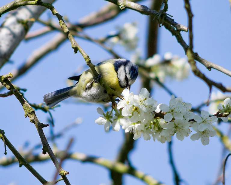 Blue tit
