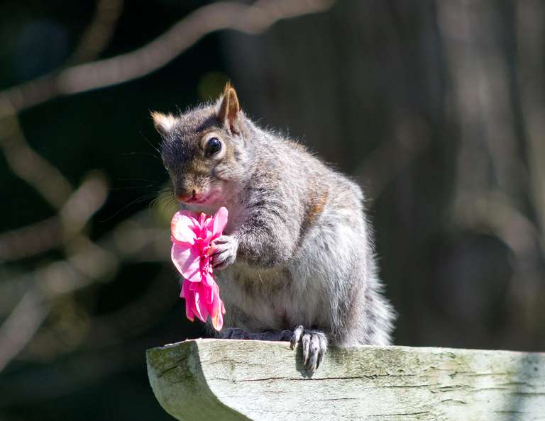 squirrel with flower