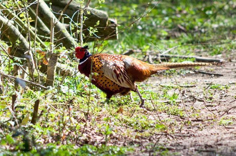 pheasant