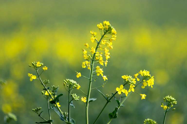 rapeseed plant