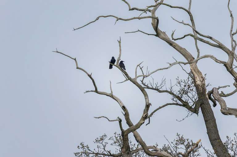 crows sitting on branches
