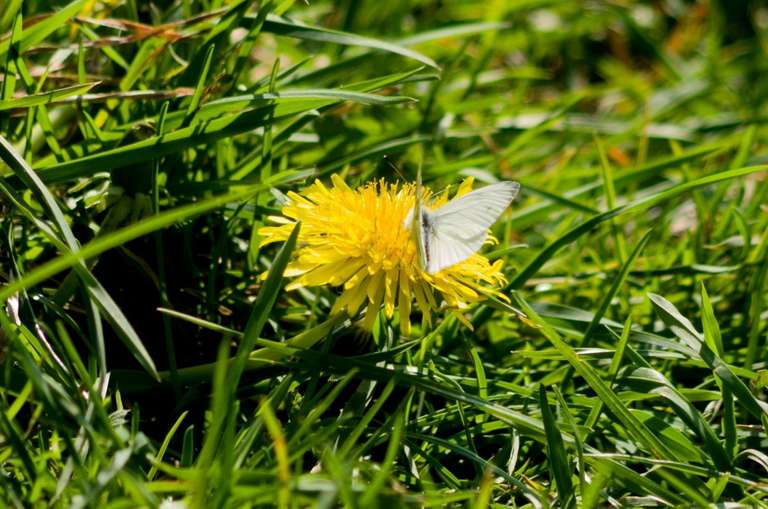 butterfly on dandelion