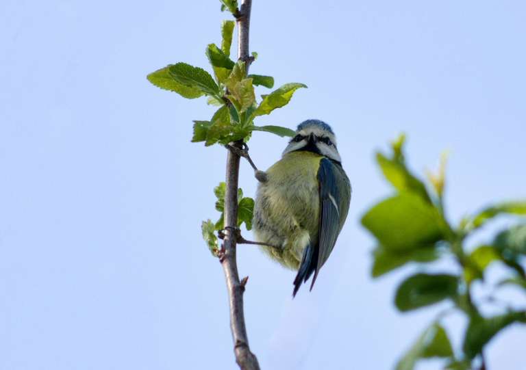 bluetit