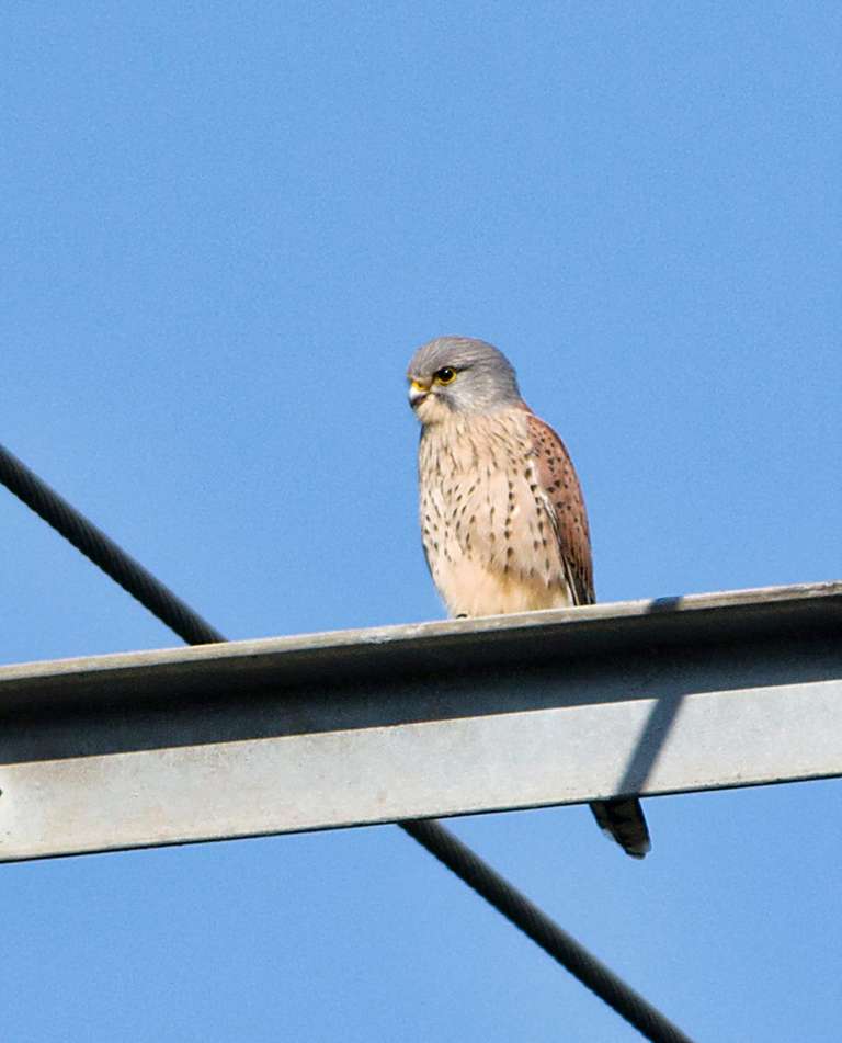 kestrel