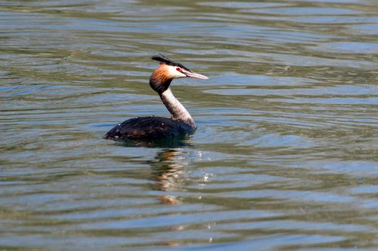 grebe