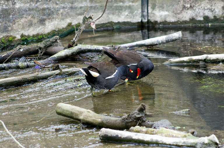 moorhens