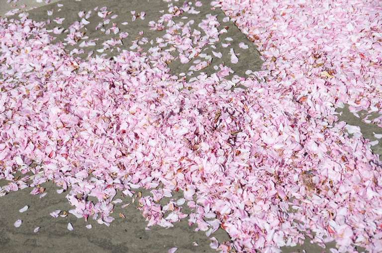 blossom petals