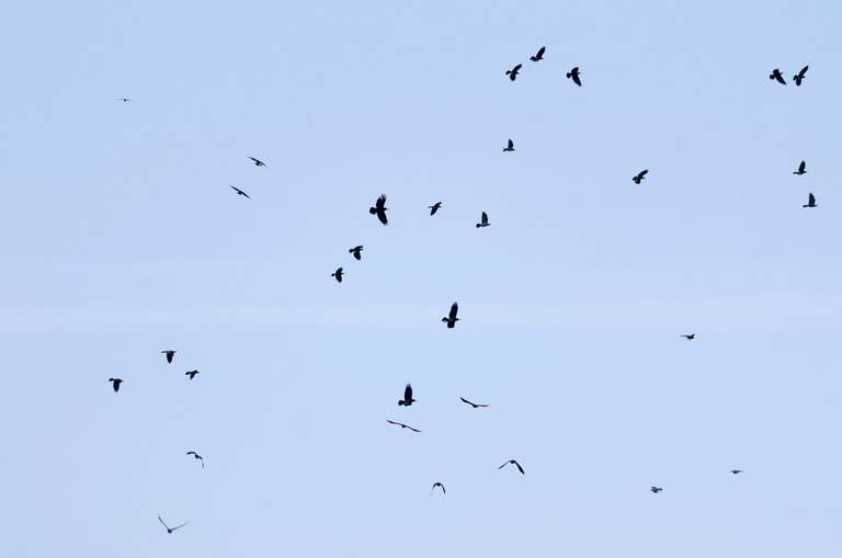 crows in flight