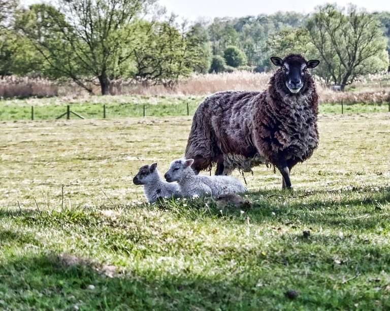 sheep and lamb