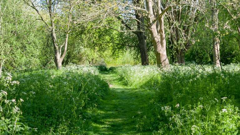 meadow path
