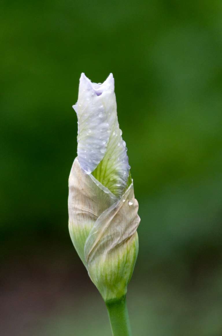 flowerbud