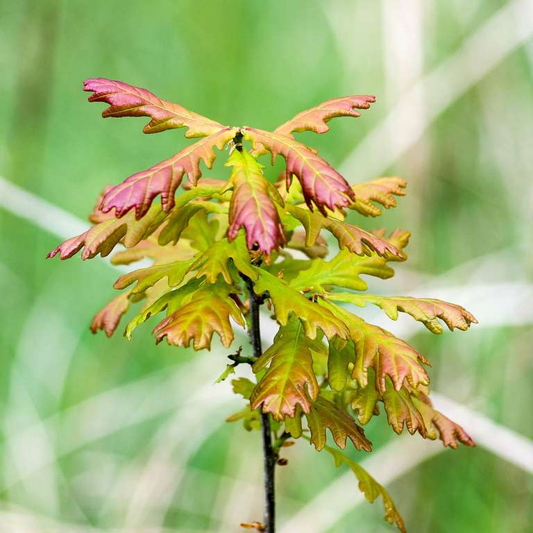 oak tree sapling