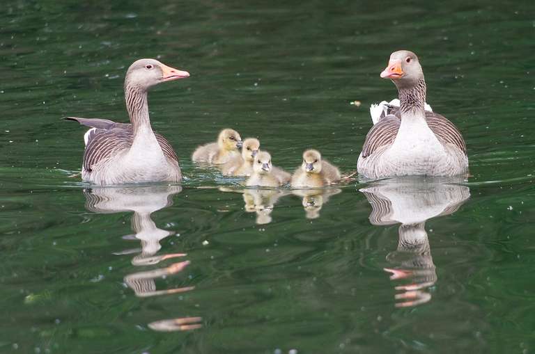 greylag geese