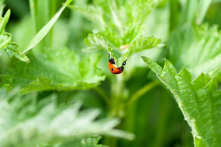 ladybird