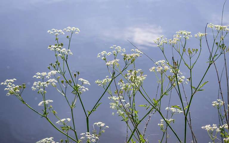 cow parsley
