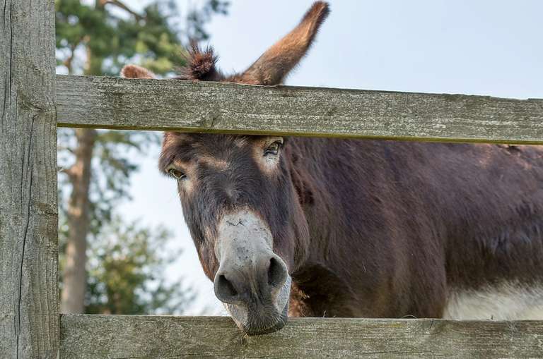 Donkey