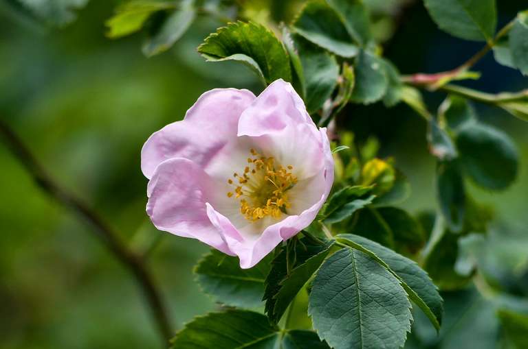 dog rose